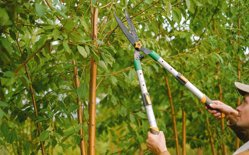 Tree trimming in Orange Park, FL